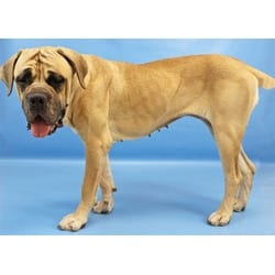 Photo of Iris, adoptable Bullmastiff in Colorado Springs, Colorado