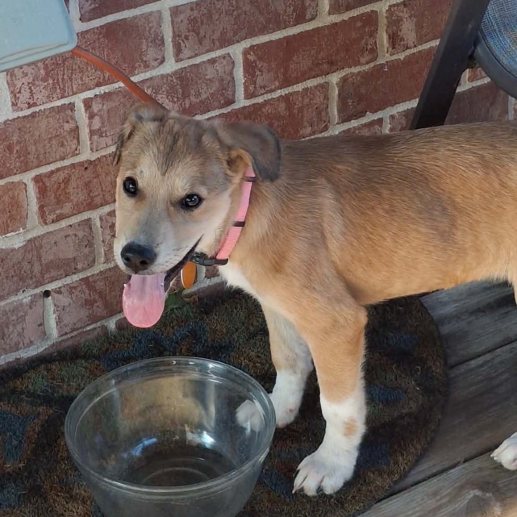 Photo of Honey, adoptable Shepherd / Mixed Breed (Medium) in Staunton, Virginia