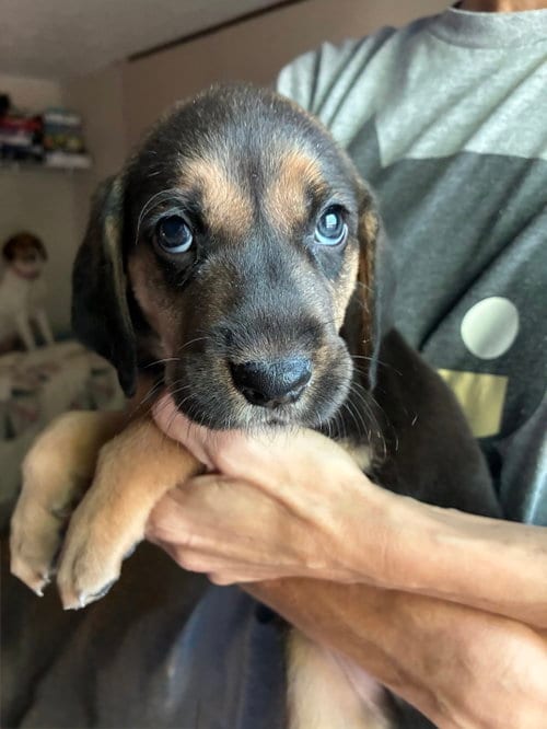 Photo of Moe - Brinley's Litter, adoptable Coonhound in Holly Springs, North Carolina