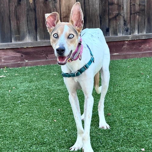Photo of Orchid, adoptable German Shepherd Dog in Oakland, California