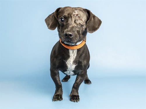 Photo of Franklin, adoptable Dachshund in Phoenix, Arizona