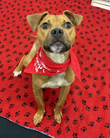 Photo of Dipsette, adoptable Pit Bull Terrier in Detroit, Michigan