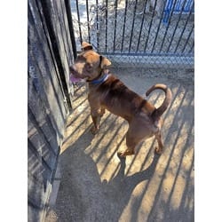 Photo of Count Chocula, adoptable American Pit Bull Terrier in Jurupa Valley, California