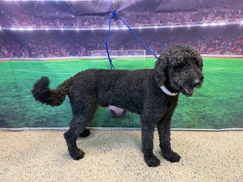 Photo of Archer, adoptable Poodle (Standard) in Miami, Florida