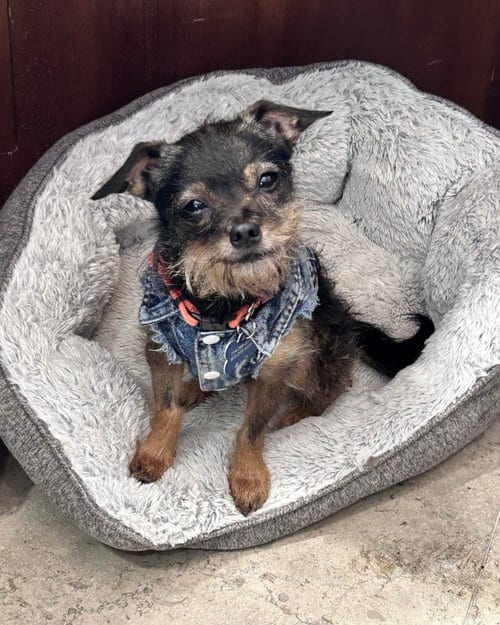 Photo of Rosie, adoptable Chihuahua in Corona, California
