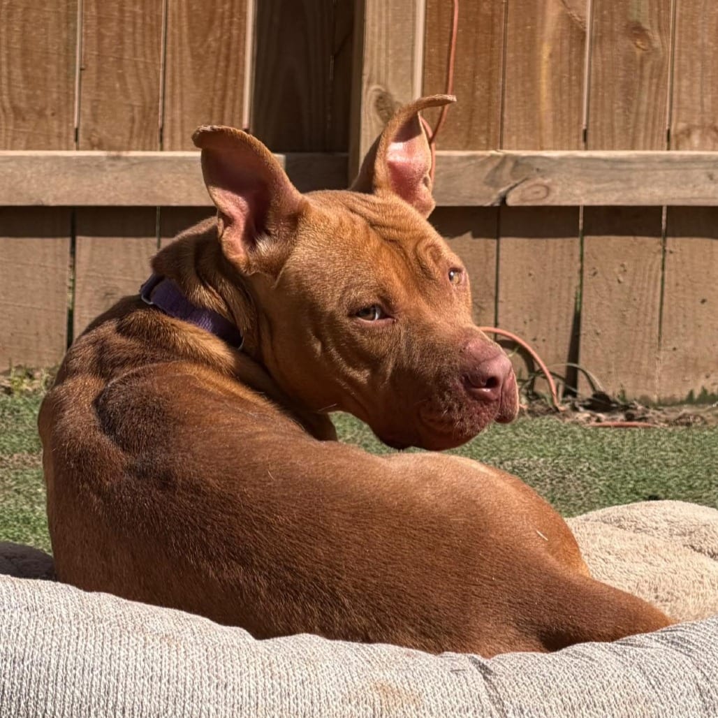 Photo of Lisa, adoptable Terrier, Pit Bull / Mix in Weatherford, Texas