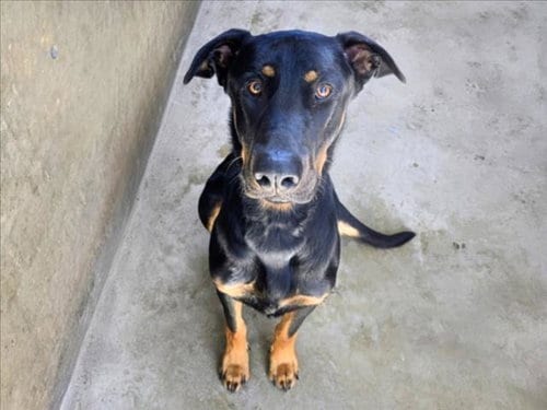 Photo of Daytona, adoptable German Shepherd Dog in Van Nuys, California