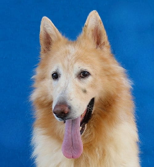 Photo of Kato, adoptable German Shepherd Dog in Pasadena, California