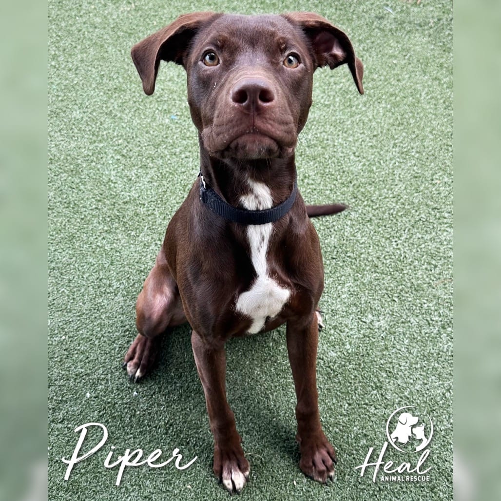 Photo of Piper, adoptable Retriever, Chocolate Labrador / Mixed Breed (Medium) in Youngwood, Pennsylvania