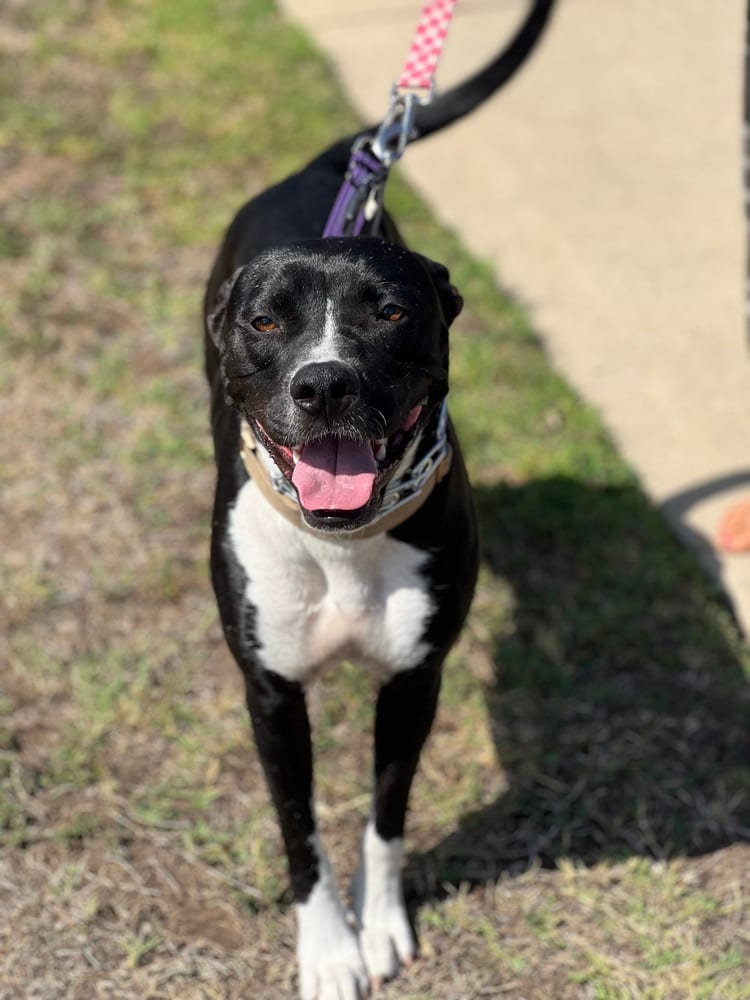 Photo of Hurleigh, adoptable Pit Bull Terrier in Dana Point, California