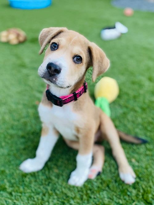 Photo of Clyde, adoptable Great Pyrenees in Fort Worth, Texas