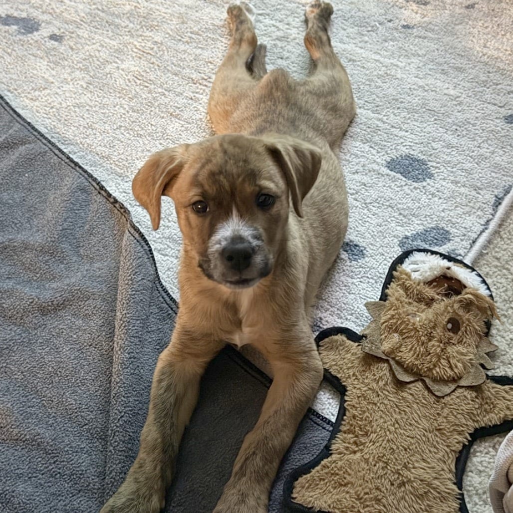 Photo of Mason Jar (Cup Pup), adoptable Mixed Breed (Medium) in St. Louis, Missouri