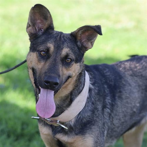 Photo of Brigette, adoptable Belgian Shepherd Malinois in Modesto, California