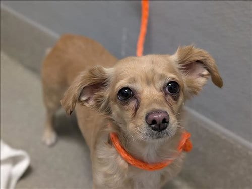Photo of Milky, adoptable Chihuahua in Las Vegas, Nevada