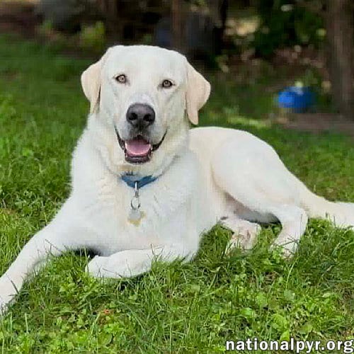 Photo of Zeus in CT - The King Of Play, adoptable Great Pyrenees in Beacon, New York