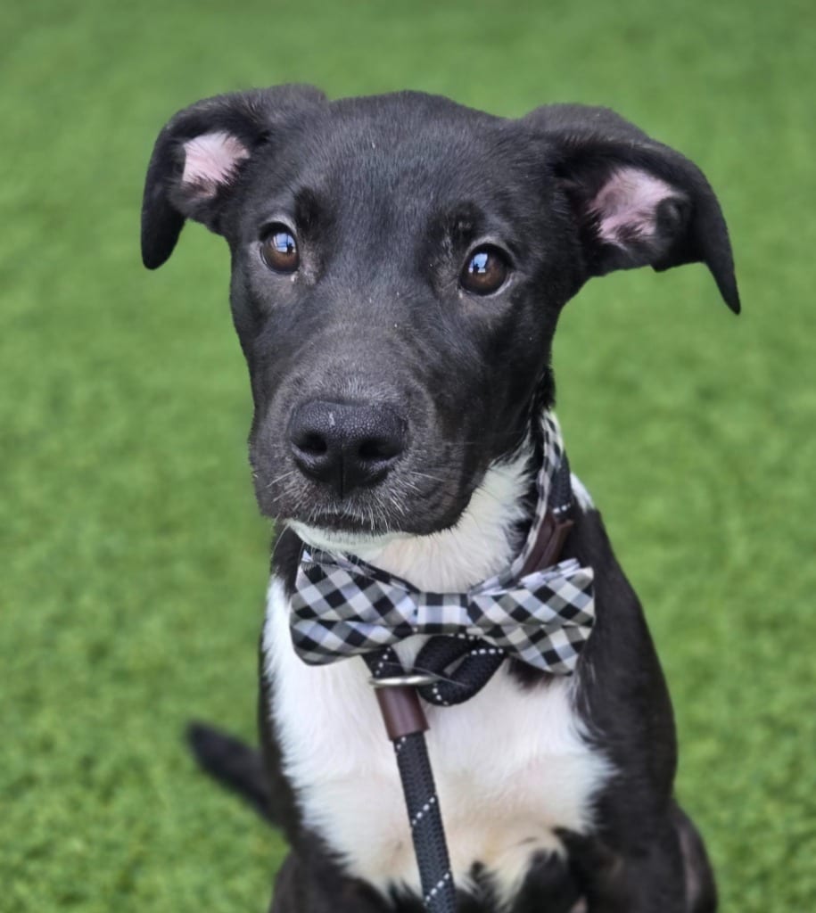 Photo of Carlos (Big Time Rush x4), adoptable Labrador Retriever in Hartsville, South Carolina