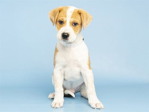 Photo of Smores, adoptable Australian Cattle Dog/Blue Heeler in Phoenix, Arizona
