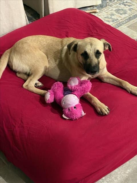 Photo of Poppy, adoptable German Shepherd Dog in Houston, Texas