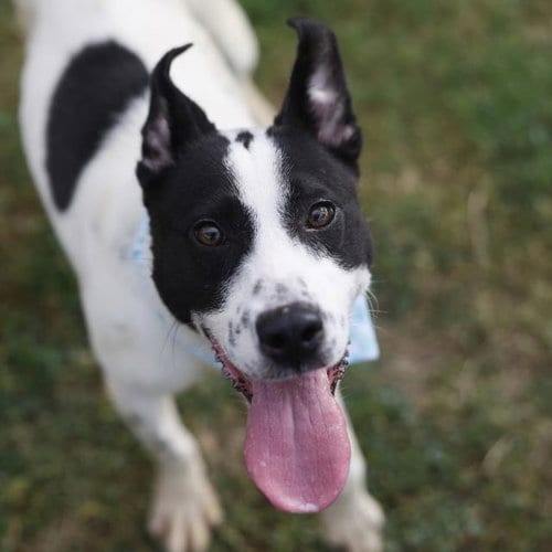 Photo of Aggy, adoptable Terrier in San Antonio, Texas