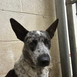 Photo of Mitch, adoptable Australian Cattle Dog in Ringgold, Georgia
