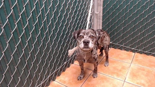 Photo of Chip, adoptable French Bulldog in Downey, California