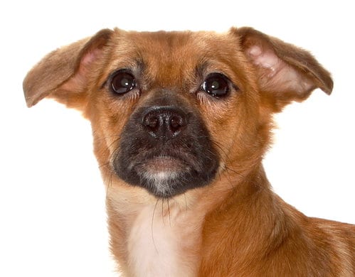Photo of Travis, adoptable Chihuahua in Oakland Park, Florida