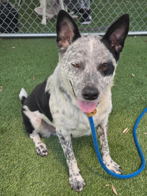 Photo of Oreo, adoptable Australian Cattle Dog/Blue Heeler in Los Angeles, California
