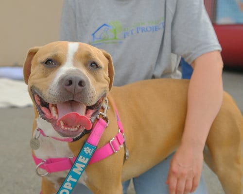 Photo of Nilla, adoptable American Pit Bull Terrier in San Jose, California