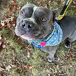 Photo of Captain, adoptable Bulldog in Wethersfield, Connecticut