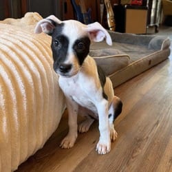 Photo of Cookie, adoptable Jack Russell Terrier Beagle in Denver, Colorado