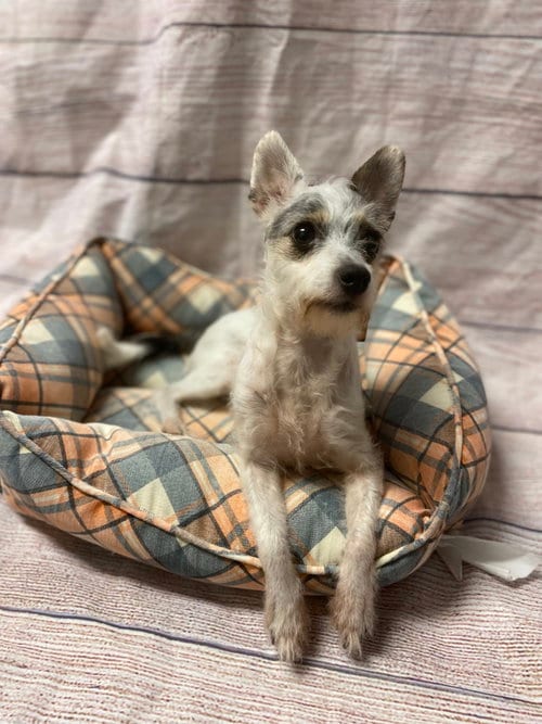 Photo of Lillian, adoptable Chihuahua in Raleigh, North Carolina
