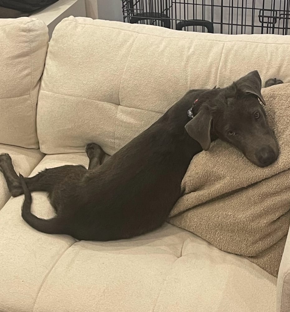 Photo of Scottie, adoptable Labrador Retriever in Brooklyn, New York