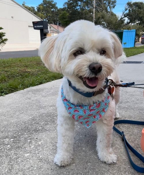 Photo of Winky FH, adoptable Maltese in Sanford, Florida