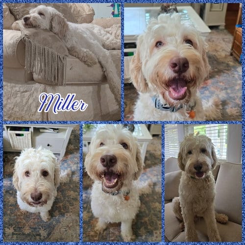Photo of Miller, adoptable Poodle (Standard) in Blacksburg, South Carolina