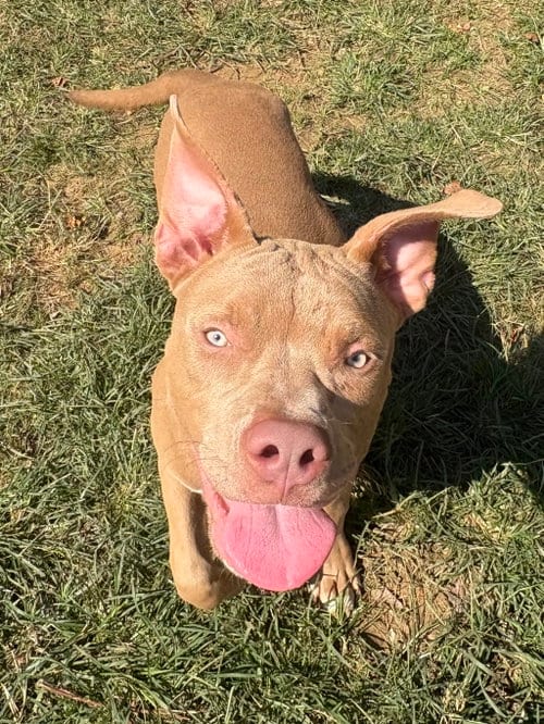 Photo of Apollo, adoptable American Pit Bull Terrier in Wetumpka, Alabama