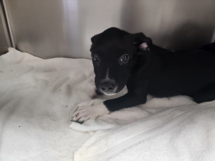 Photo of Lenny, adoptable Mixed Breed in Santa Fe, New Mexico