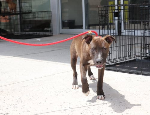 Photo of Tackle, adoptable Pit Bull Terrier in Pflugerville, Texas
