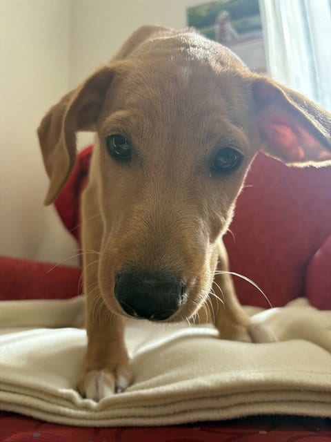 Photo of Beckett, adoptable Labrador Retriever in Brewster, Massachusetts