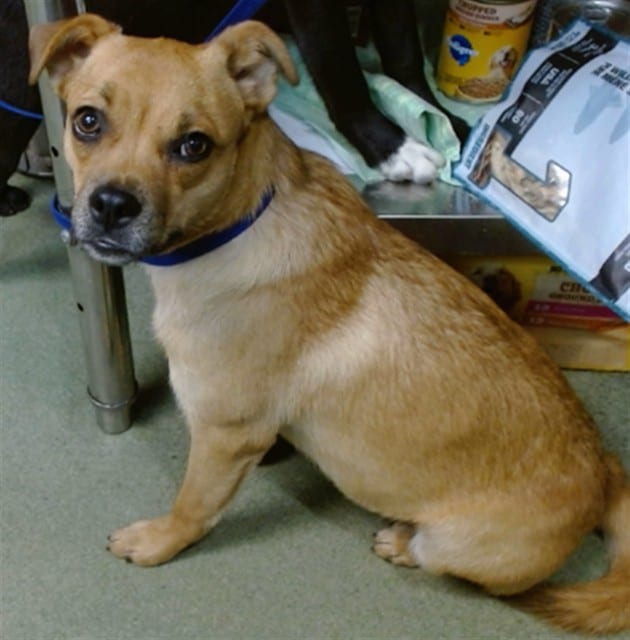 Photo of Senior Chihuahua - Smooth Coated and Pug, adoptable Chihuahua - Smooth Coated and Pug in Devore, California
