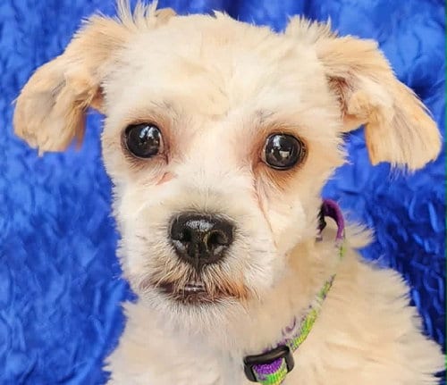 Photo of Victor Alfred, adoptable Shih Tzu in Cuba, New York