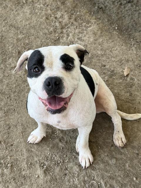 Photo of Mamas, adoptable Pit Bull Terrier in Riverside, California