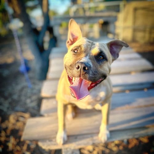 Photo of Charm, adoptable American Staffordshire Terrier in Alameda, California
