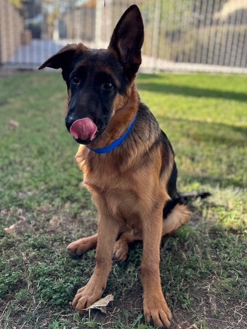 Photo of Riley, adoptable German Shepherd Dog in Riverside, California
