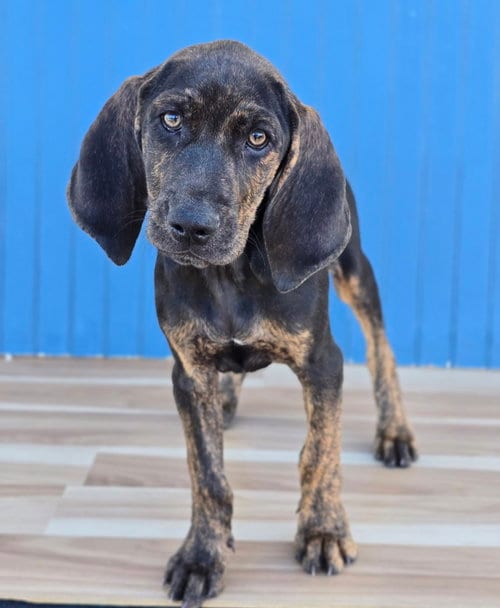 Photo of Remington, adoptable Plott Hound in Sedalia, Colorado