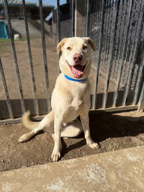 Photo of Milo, adoptable Labrador Retriever in Riverside, California