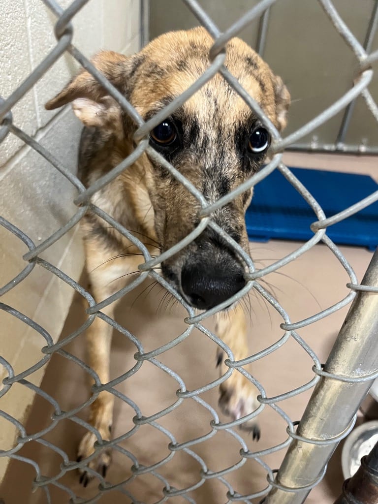 Photo of Wylie, adoptable Affenpinscher in Nacogdoches, Texas