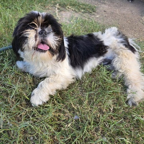 Photo of Pom Pom, adoptable Shih Tzu in Long Beach, California