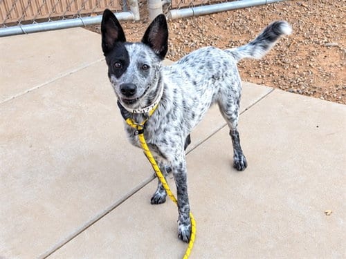 Photo of Dottie, adoptable Australian Cattle Dog/Blue Heeler in Phoenix, Arizona