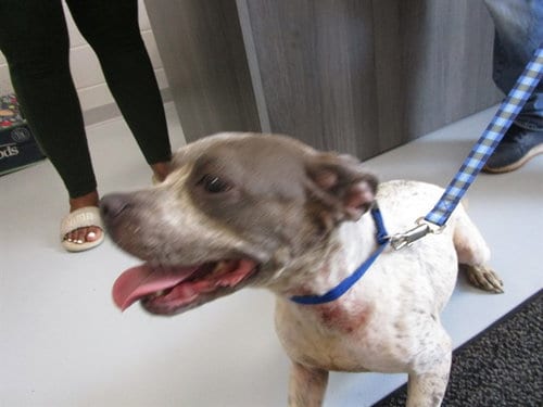 Photo of Gumball, adoptable American Pit Bull Terrier in Ocala, Florida