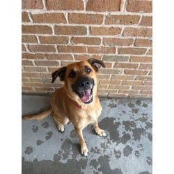Photo of Athena, adoptable Mixed Breed (Medium) in Baton Rouge, Louisiana